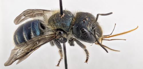 Réf. 301 434 : Osmia caerulescens